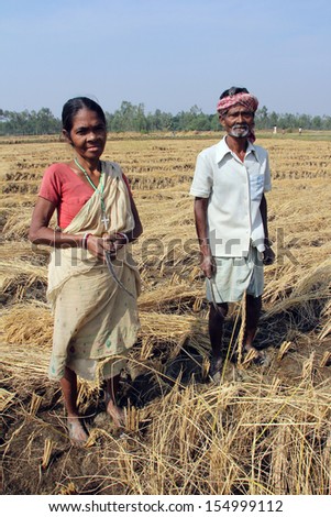 BAIDYAPUR, INDIA - DEC 02: An unidentified farmers harvesting rice on rice field on Dec 02, 2012 in Baidyapur, West Bengal, India. This is partly the work of farmers in Bengal.