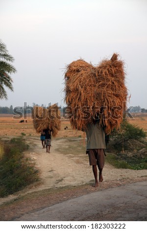 BAIDYAPUR, INDIA - DEC 02 : An unidentified farmer carries rice from the farm home on Dec 02, 2012 in Baidyapur, West Bengal, India. This is the main shipping method farmers