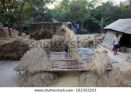 BAIDYAPUR, INDIA - DEC 02: Rice is threshed/winnowed on Dec 02, 2012 in Baidyapur, West Bengal, India. All the work is done by hand without the use of machines