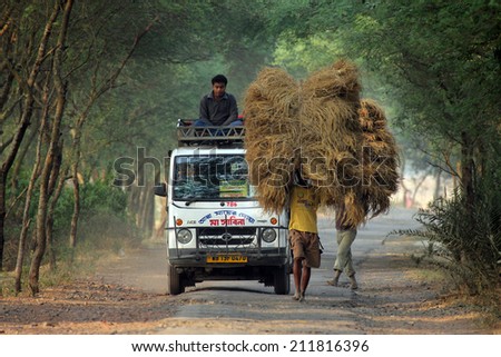 BAIDYAPUR, INDIA - DEC 01 : An unidentified farmer carries rice from the farm home on Dec 01, 2012 in Baidyapur, West Bengal, India. This is the main shipping method farmers