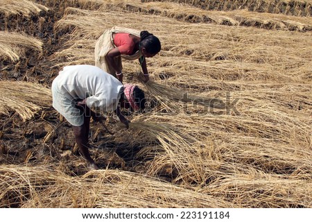 BAIDYAPUR, INDIA - DEC 02: An unidentified farmer havesting rice on rice field on Dec 02, 2012 in Baidyapur, West Bengal, India. This is partly the work of farmers in Bengal.