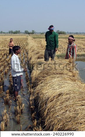 BAIDYAPUR, INDIA - DEC 02: An unidentified farmer havesting rice on rice field on Dec 02, 2012 in Baidyapur, West Bengal, India. This is partly the work of farmers in Bengal.