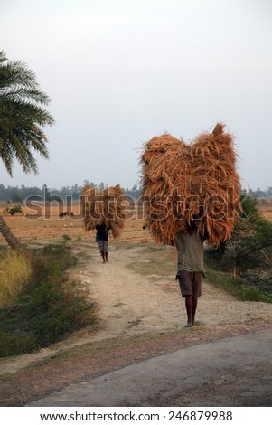 BAIDYAPUR, INDIA - DEC 02 : An unidentified farmer carries rice from the farm home on Dec 02, 2012 in Baidyapur, West Bengal, India. This is the main shipping method farmers