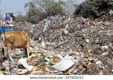 KOLKATA, INDIA - FEBRUARY 09: Streets of Kolkata. Animals in trash heap in Kolkata, India on February 09, 2014.