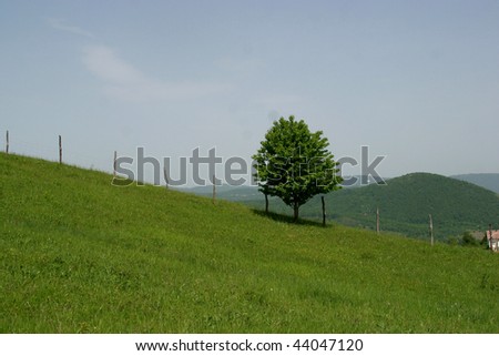 A tree stand alone in a lush green field.