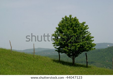 A tree stand alone in a lush green field.