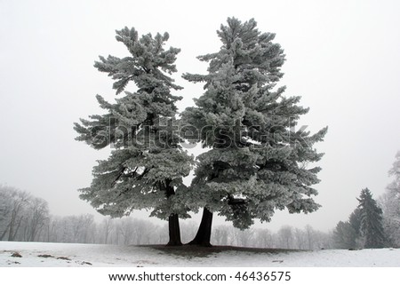 Snowy tree, alone in the snowy field
