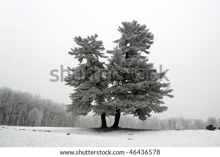 Snowy tree, alone in the snowy field