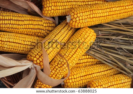 Maize cobs