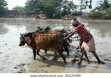 GOSABA, INDIA - JANUARY 19 : Farmers plowing agricultural field in traditional way where a plow is attached to bulls on January 19, 2019 in Gosaba, West Bengal, India.