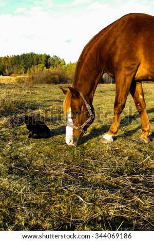 Black cat came to horse pasture and is sitting by the brown horse eating grass.