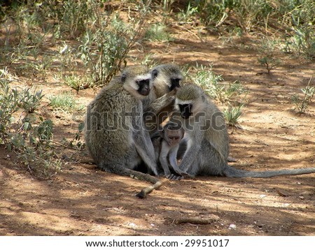 Three adult vervet monkeys and a baby in the Serengeti