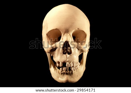 bones of skull. Bones+of+the+skull+frontal