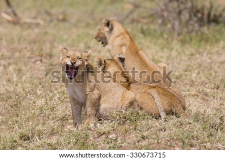 Young lion cub at Serengeti