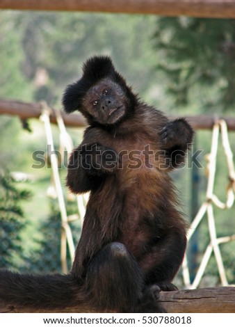 Small monkey doing a funny gesture