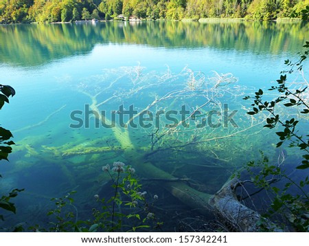 Submerged tree in a lake with fishes - Plitvice - Croatia