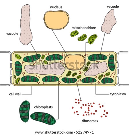 stock vector : Simplified structure of a plant cell - vector