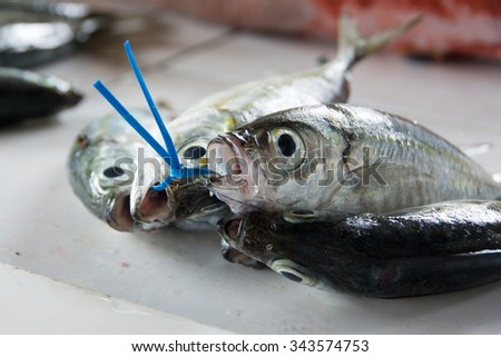Four Sardinella Tawilis fish zip-tied together for sale in a market on Camiguin Island in Mindanao, the Philippies