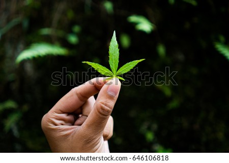 Woman's tanned left hand holding a young wild growing marijuana leaf with five leaves at the center of a black background in the Ziro Valley of Arunachal Pradesh, India