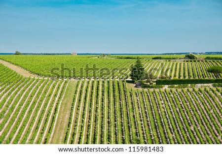 Vineyard in the famous wine making region - Loire Valley, France