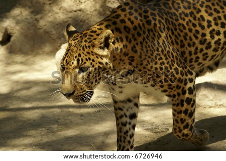 Leopard looking for someone on: large solitary cat that has a fawn or brown coat with black spots, found in the forests of Africa and southern Asia. [Panthera pardus.]