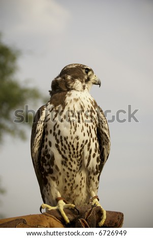 Falcon of prey looking for, a fast-flying bird of prey with long pointed wings. [Genus Falco: many species.]