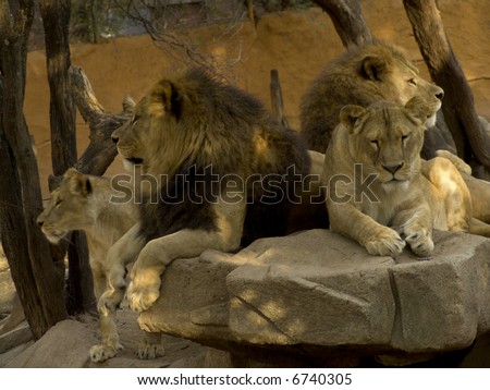 Roar Lion: Big Lion roaring in cage: (fem. lioness) a large tawny-coloured cat of Africa and NW India, of which the male has a shaggy mane. [Panthera leo.]