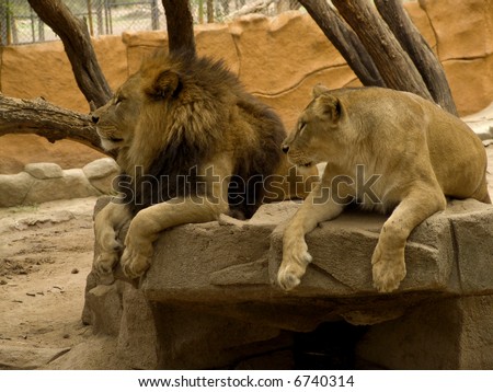 Roar Lion: Big Lion roaring in cage: (fem. lioness) a large tawny-coloured cat of Africa and NW India, of which the male has a shaggy mane. [Panthera leo.]