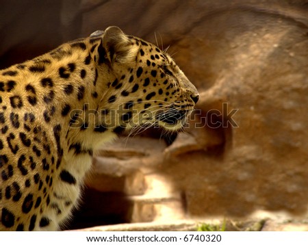 Jaguar:A large, heavily built cat that has a yellowish-brown coat with black spots, found mainly in the dense forests of Central and South America