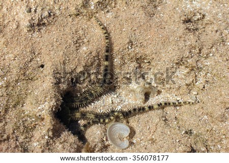 Tentacles brittle stars or ophiuroids on sand background