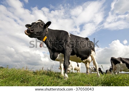 young cow standing in the grass against the blue sky with some clouds