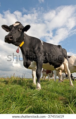 Dairy cow standing in the grass against the blue sky with some clouds