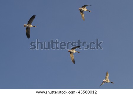 Flying Gooses