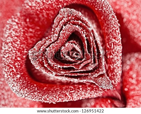 red rose in the form of heart in white frost. Rose petals in small ice crystals