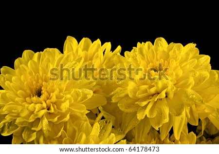 Yellow bouquet on a black background