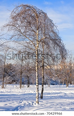 Birch was inclined under snow weight