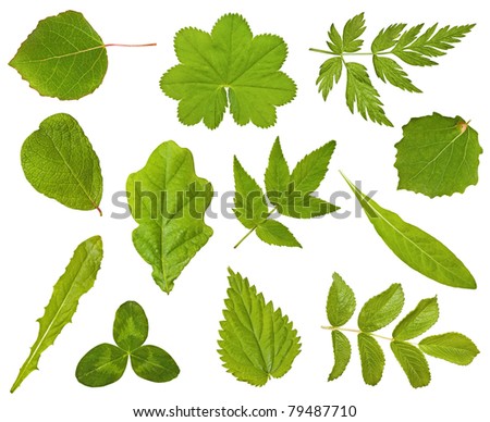 Image Of Leaves