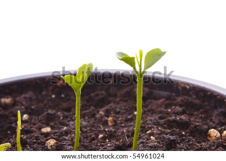 young plants isolated on white - the birth of life concept