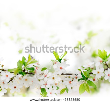 white spring flowers on a tree branch over grey sunny bokeh background close-up