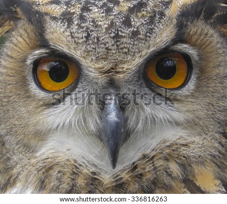 European Eagle Owl. Eurasian owl. Close up of face. Big Eyes. Wisdom
