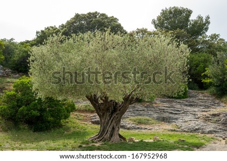 Close to one of the oldest olive trees in South France