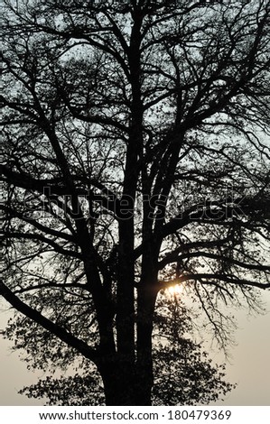 Close to an old oak tree as a silhouette during sunset in Bavaria