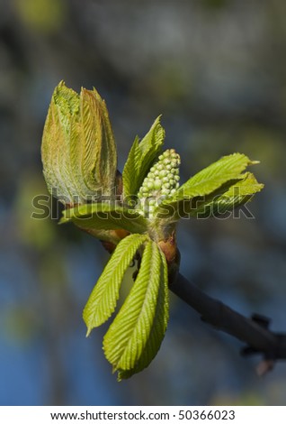 The sprouting leaves of a chestnut  tree in spring