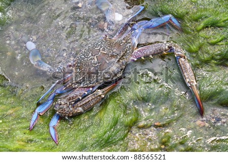 Live blue crab against a sea surf
