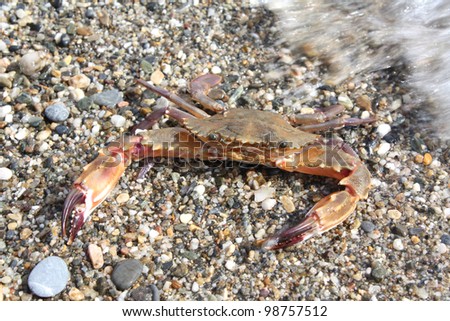 Brown crab against sand