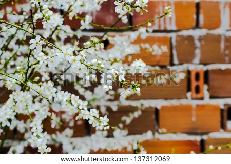  Plum trees blooming in early spring - stock photo 