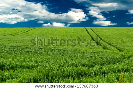  Field of green wheat and a blue sky - stock photo 