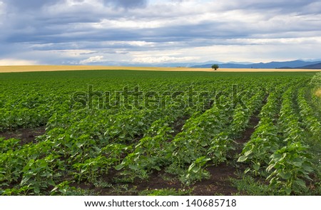  A field of young green stems sunflower - stock photo 