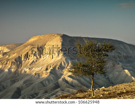 Lonely tree on the skew of mountains in desert of the Negev, Israel