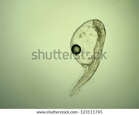 Just hatched larva of marine fish
